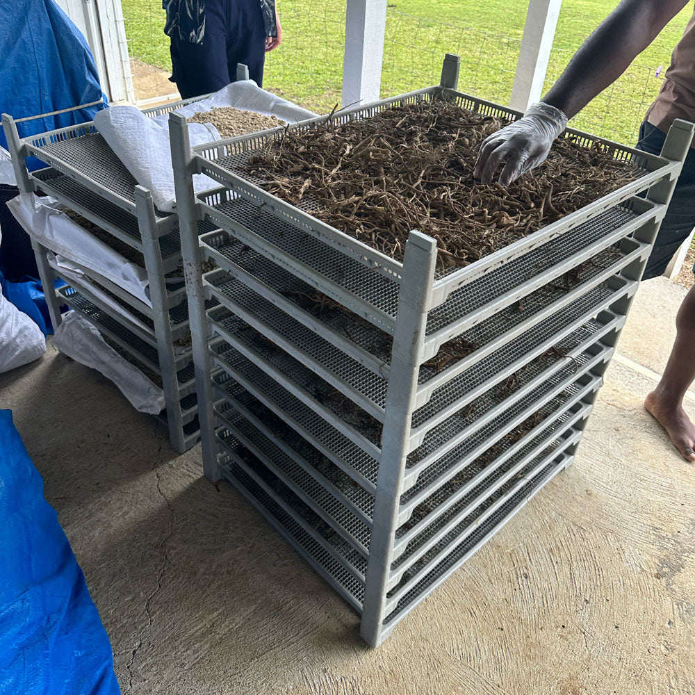 Kava vs. Alcohol: Why More People Are Making the Switch?